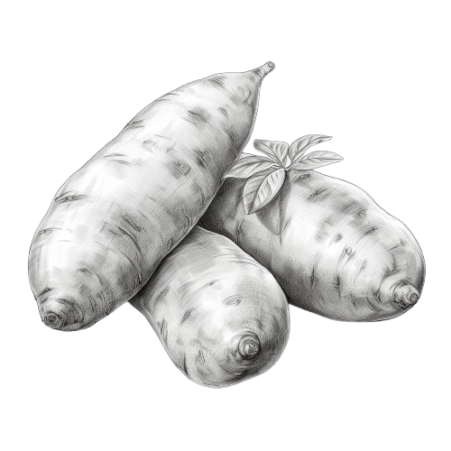 Illustration av sötpotatis